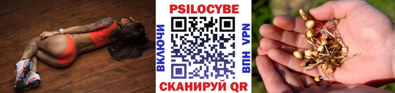 купить   Дедовск  Галлюциногенные грибы Psilocybine cubensis 