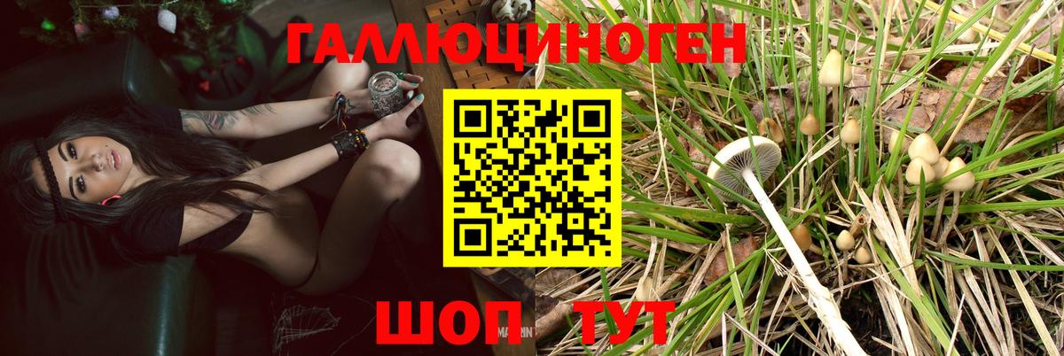 Псилоцибиновые грибы Psilocybe Дедовск